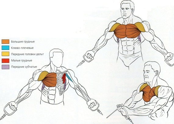 Анатомия упражнения