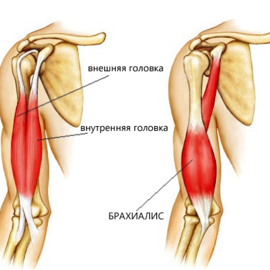 Двуглавая мышца плеча. Бицепс плеча анатомия. Сухожилие бицепса плеча анатомия. Длинная головка двуглавой мышцы плеча анатомия. Анатомия мышц рук брахиалис.