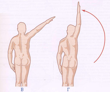 анатомия движения плеча