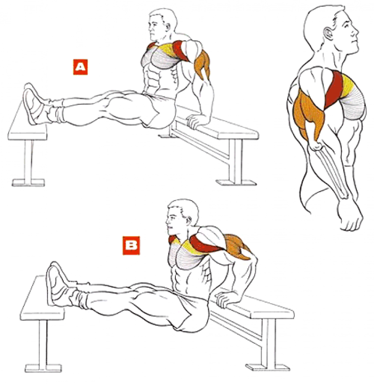 Плечевые отжимания. Обратные отжимания от скамьи на трицепс. Упражнения для накачки трицепса. Упражнения для прокачки трицепса.