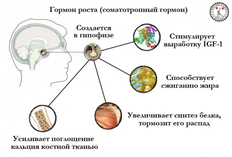 Гормон роста картинки