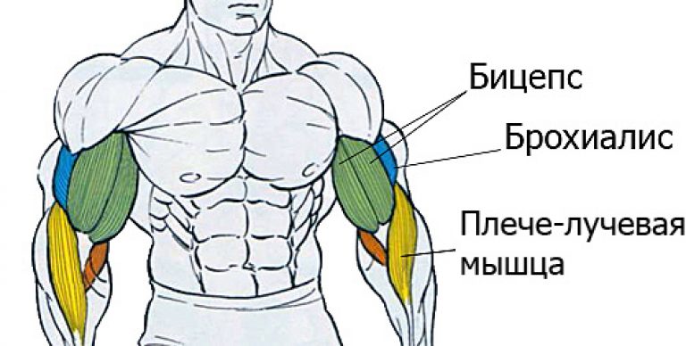 Мышцы рук анатомия картинки