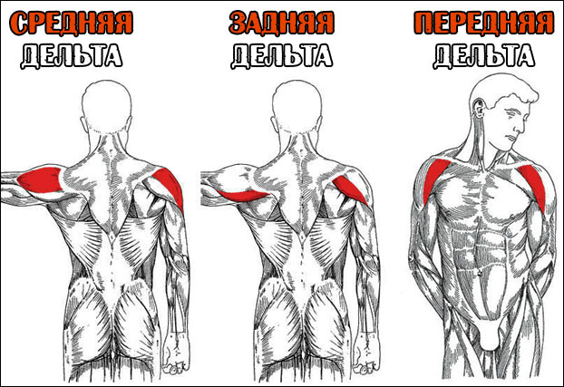 Анатомия мышц плеча