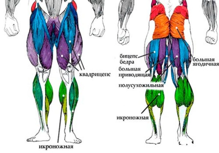 Мышцы бедра схема